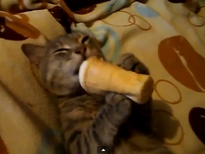 cat-ice-cream
